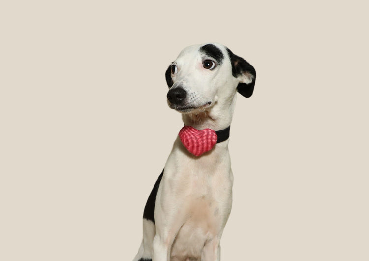 COLLAR ACCESSORIES